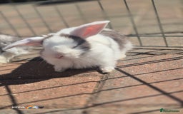 English Lop rabbits for sale: Beautiful dark grey split lop buck and liac doe - Image 5