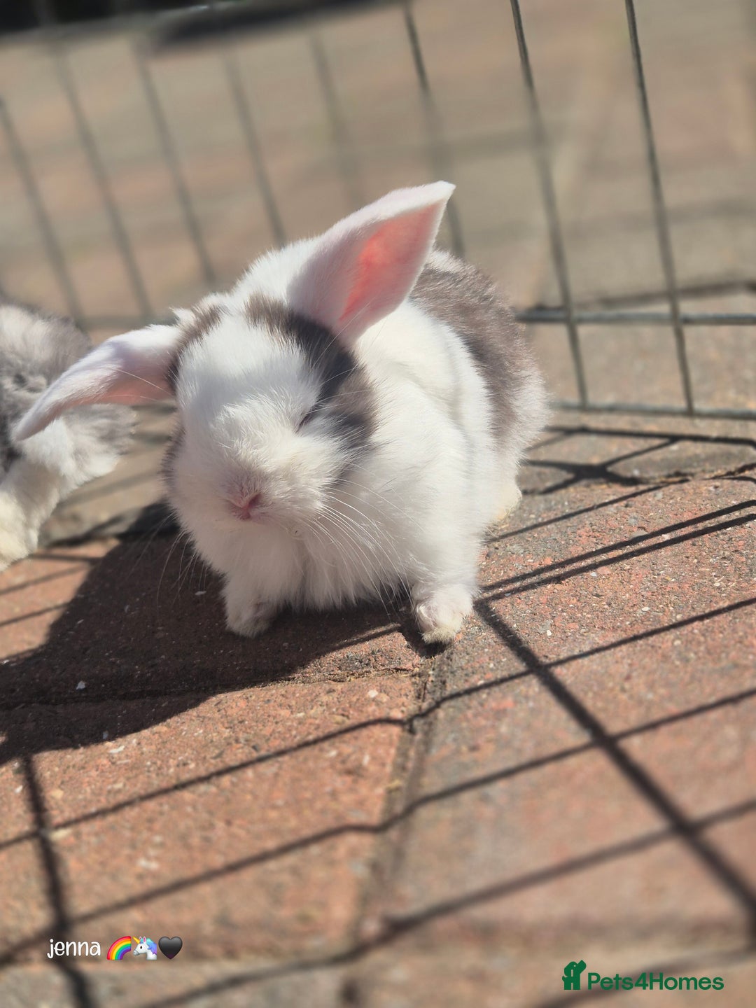 English Lop rabbits for sale: Beautiful dark grey split lop buck and liac doe - Image 5