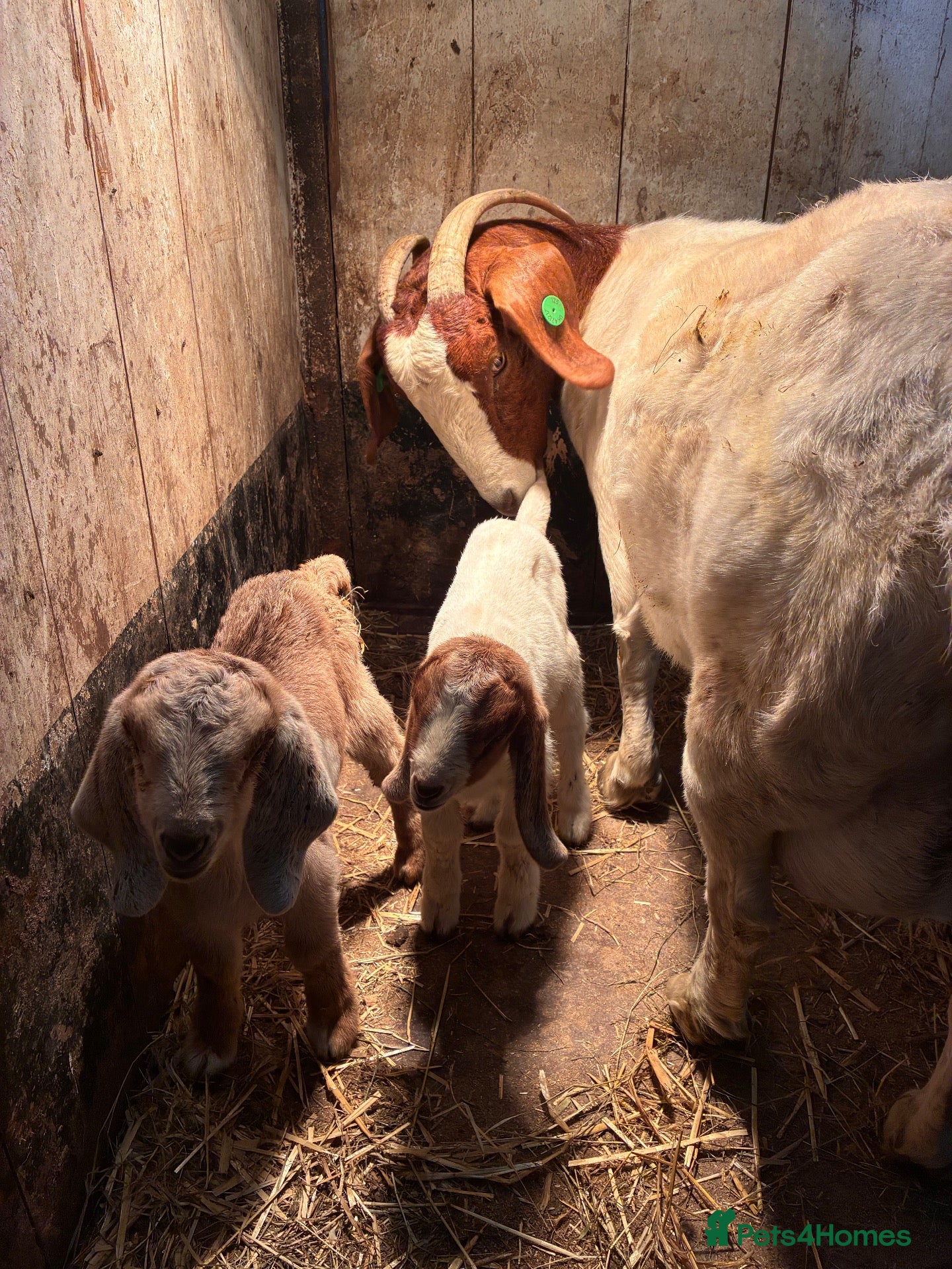 Goats livestock Selection of goats  - Advert 4