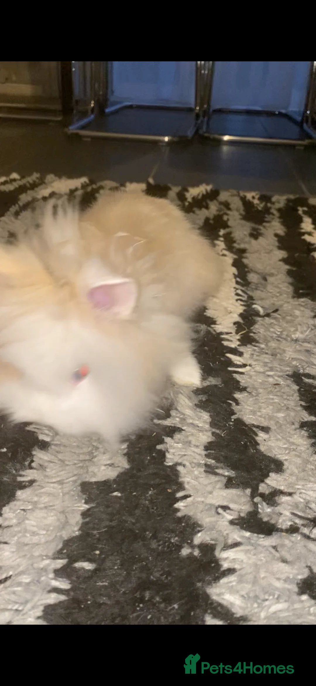 Lionhead rabbits for sale: Pure bred Lionhead - Advert 3