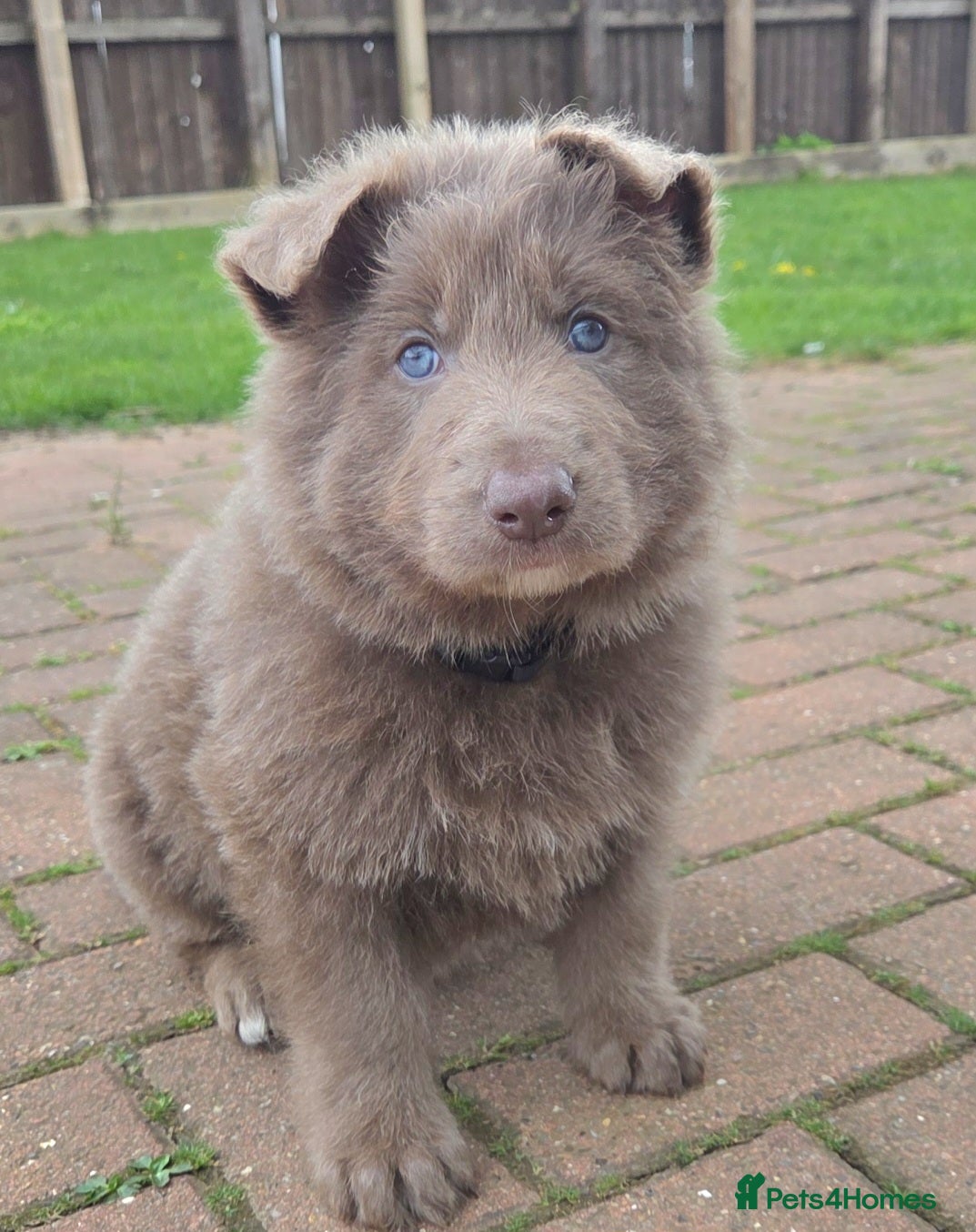 German Shepherd dogs Rare blue german shepherd puppies  - Advert 5