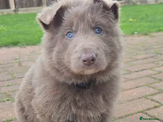 German Shepherd dogs Rare blue german shepherd puppies - Advert 5