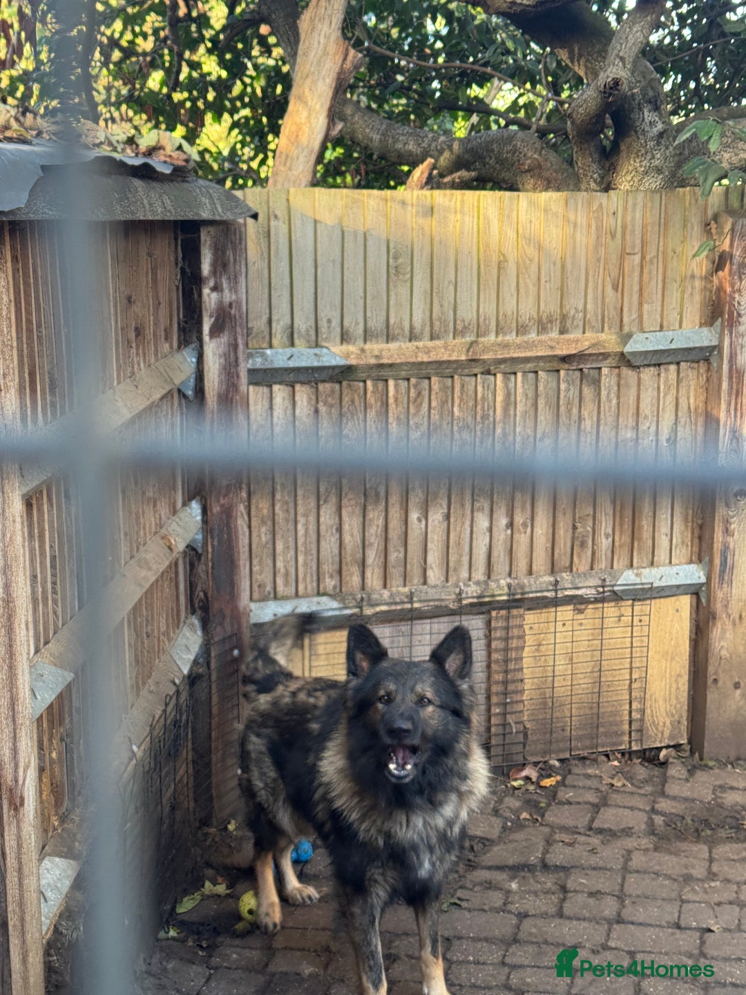 German Shepherd dogs for sale: Gorgeous German Shepherd boy  - Advert 3