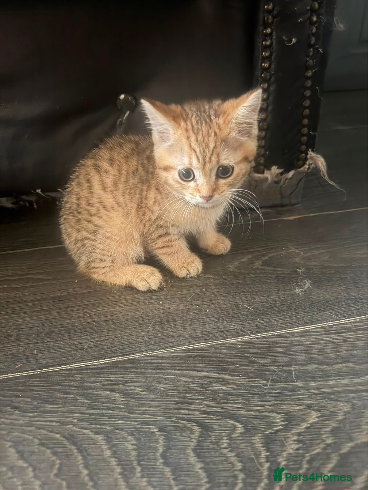 Mixed Breed cats Unique Golden Tabby British shorthair  - Advert 7