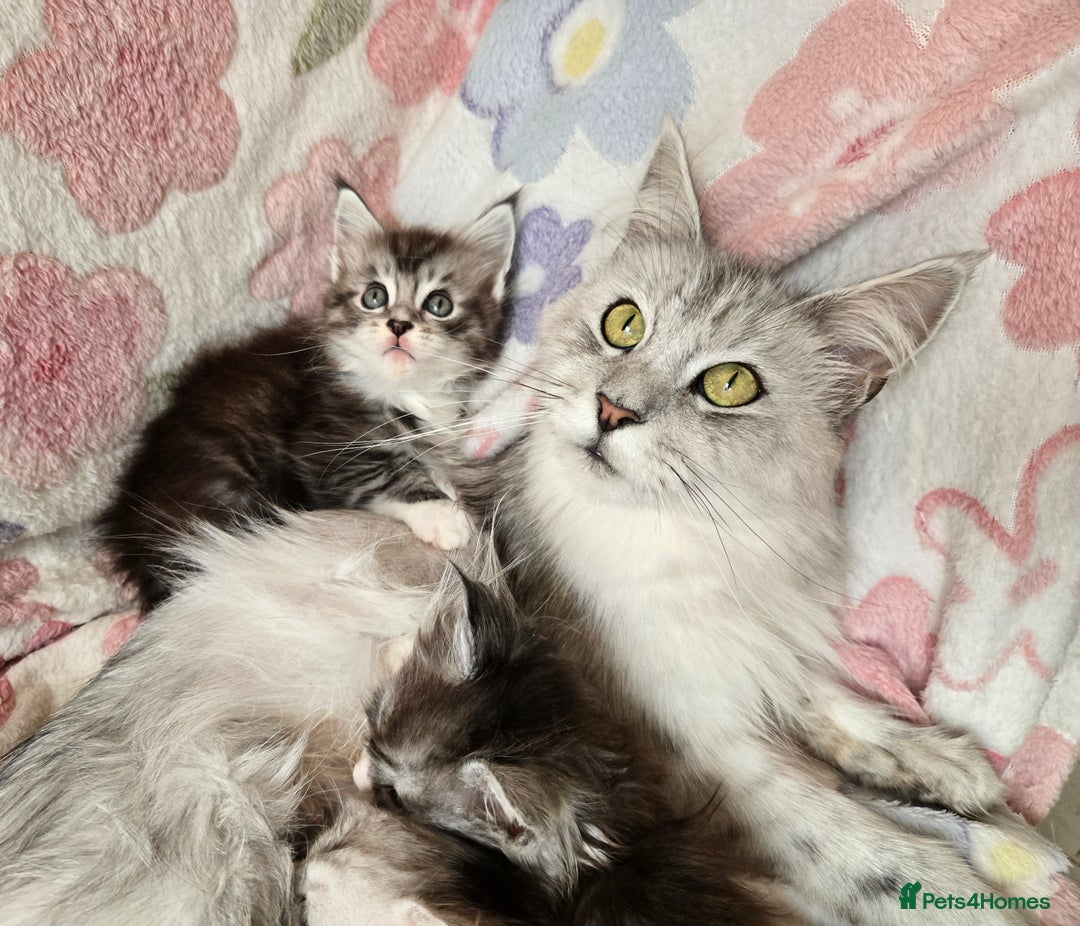 Maine Coon cats for sale: Gccf Maine Coon kittens  shaded lines - Image 17