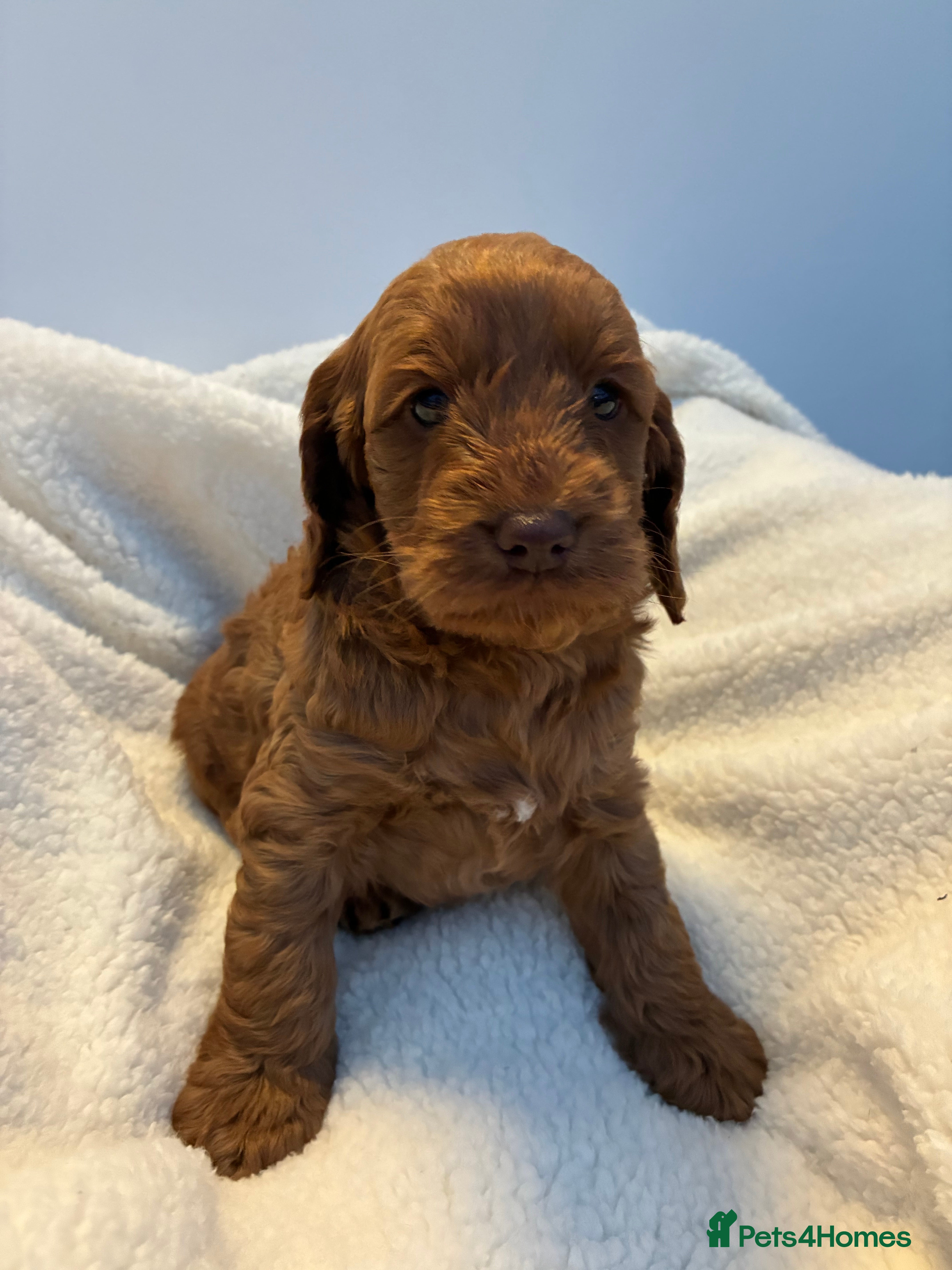 Cockapoo dogs Beautiful Red girl cockapoo Available  - Advert 11