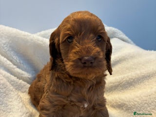Cockapoo dogs Beautiful Red girl cockapoo Available - Advert 11