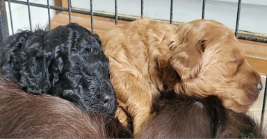 Labradoodle dogs - Advert 8