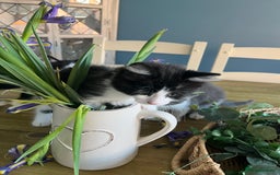 Mixed Breed cats for sale: Gorgeous kittens for sale  - Image 8