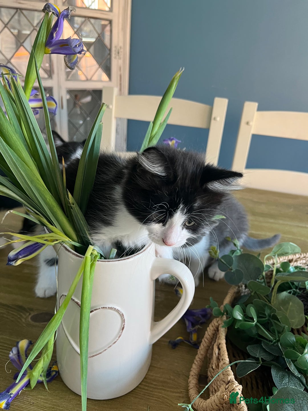 Mixed Breed cats for sale: Gorgeous kittens for sale  - Image 8