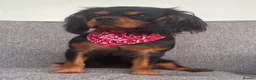 Cavalier King Charles Spaniel dogs for sale: KC Registered KCCS B&T boy for sale  - Advert 7