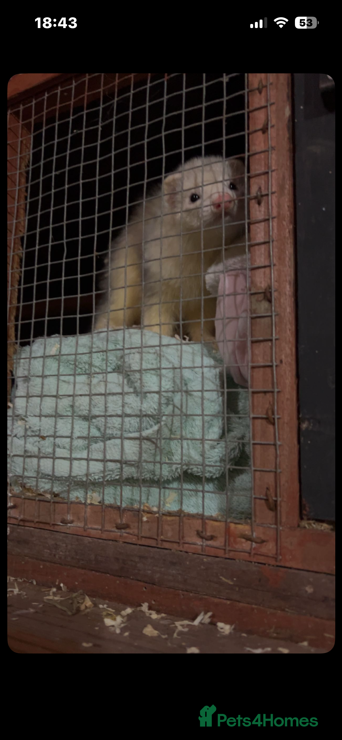 Ferret rodents Working dog ferret for sale 14 months old  - Advert 14
