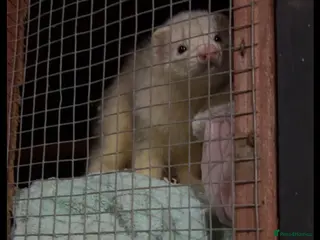 Ferret rodents Working dog ferret for sale 14 months old - Advert 14