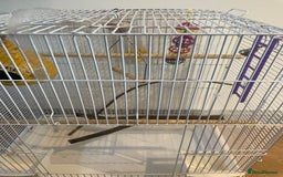 Budgerigars birds for sale: Budgies Birds  - Image 5