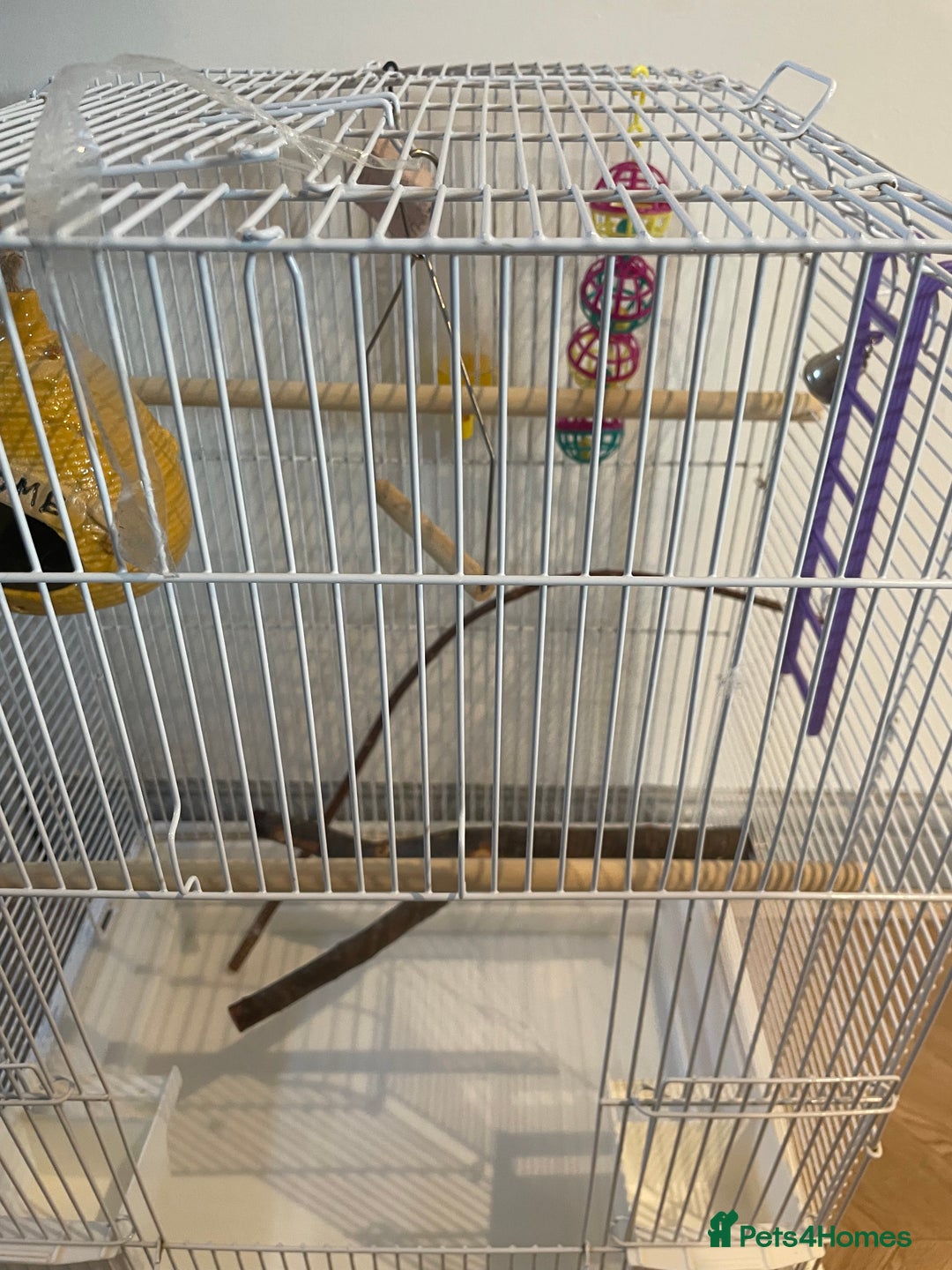 Budgerigars birds for sale: Budgies Birds  - Image 5
