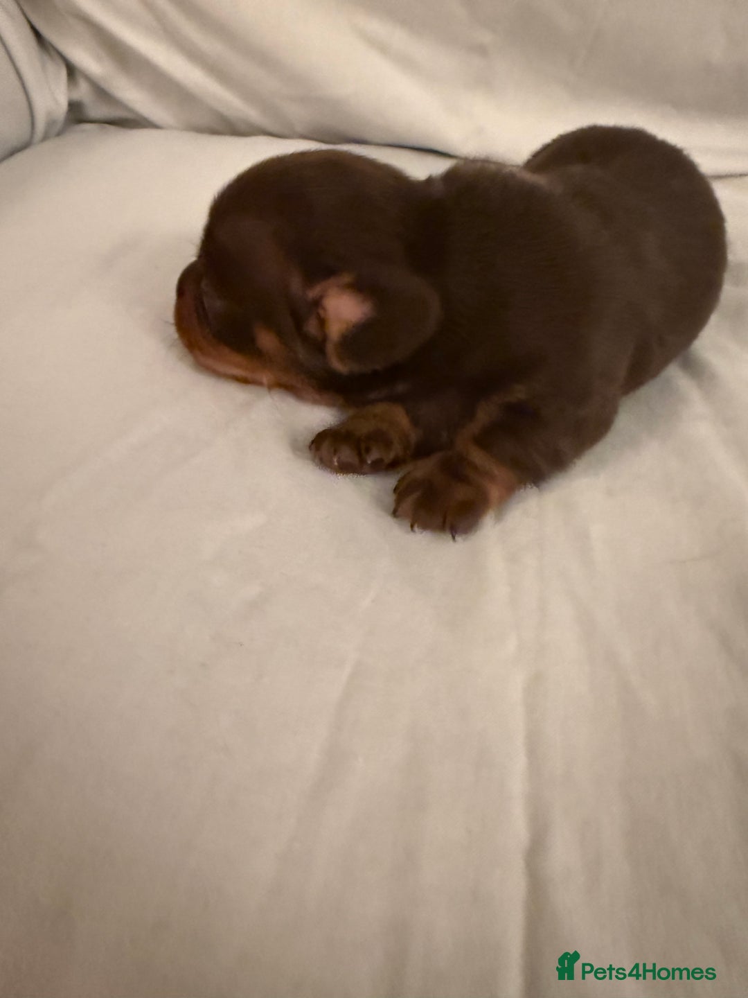 Dachshund dogs for sale: Miniature Dachshund puppies for sale - Advert 15
