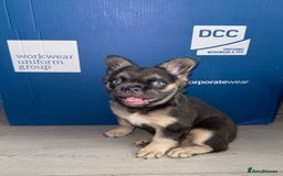 French Bulldog dogs for sale:  French bull dog female puppy! - Image 4