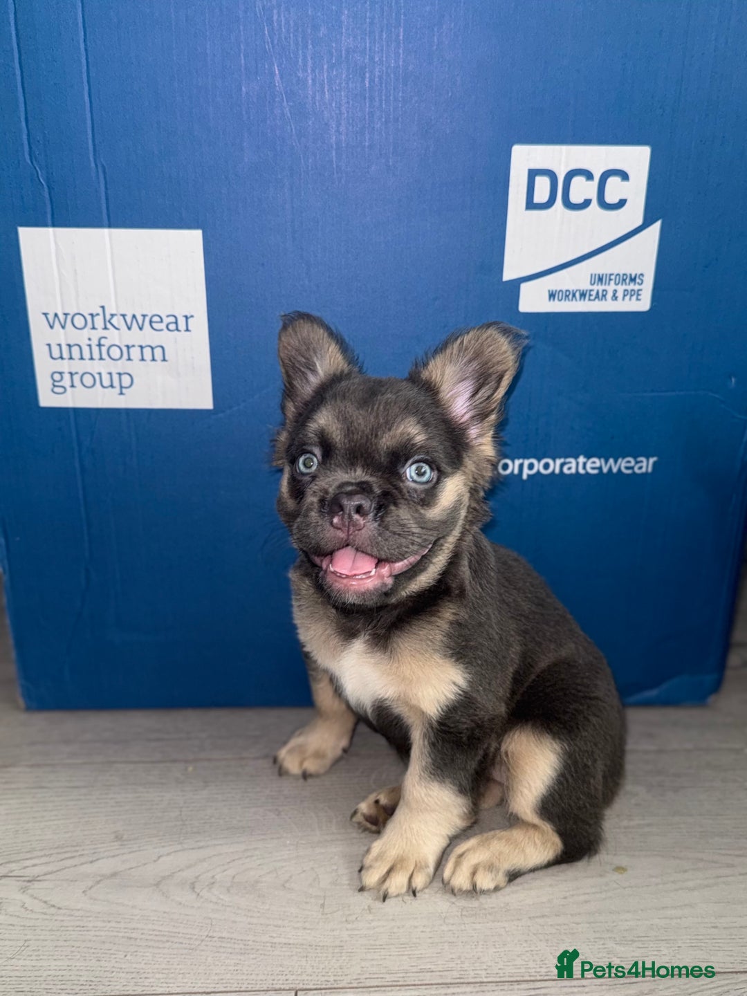 French Bulldog dogs for sale:  French bull dog female puppy! - Image 4