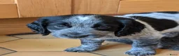 Sprocker dogs for sale: Stunning litter of sprockers  - Advert 13