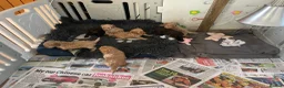 Cockapoo dogs for sale: f1b miniature dna health tested cockerpoos  - Advert 9
