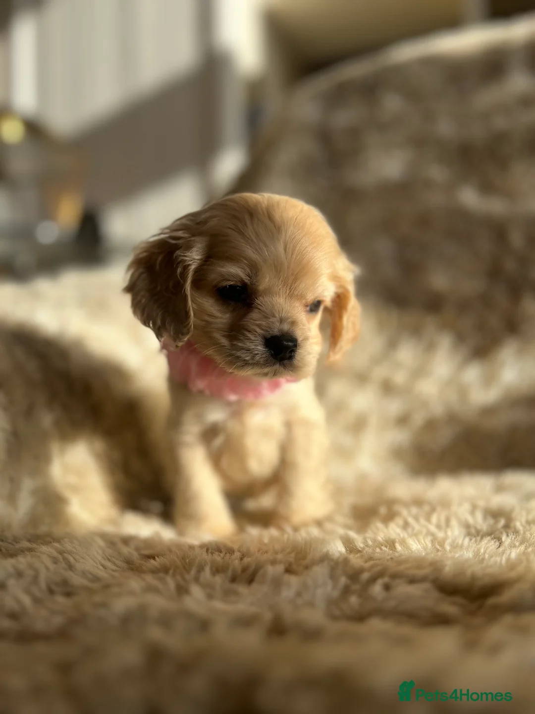 Cocker Spaniel dogs for sale: American cocker  - Advert 2