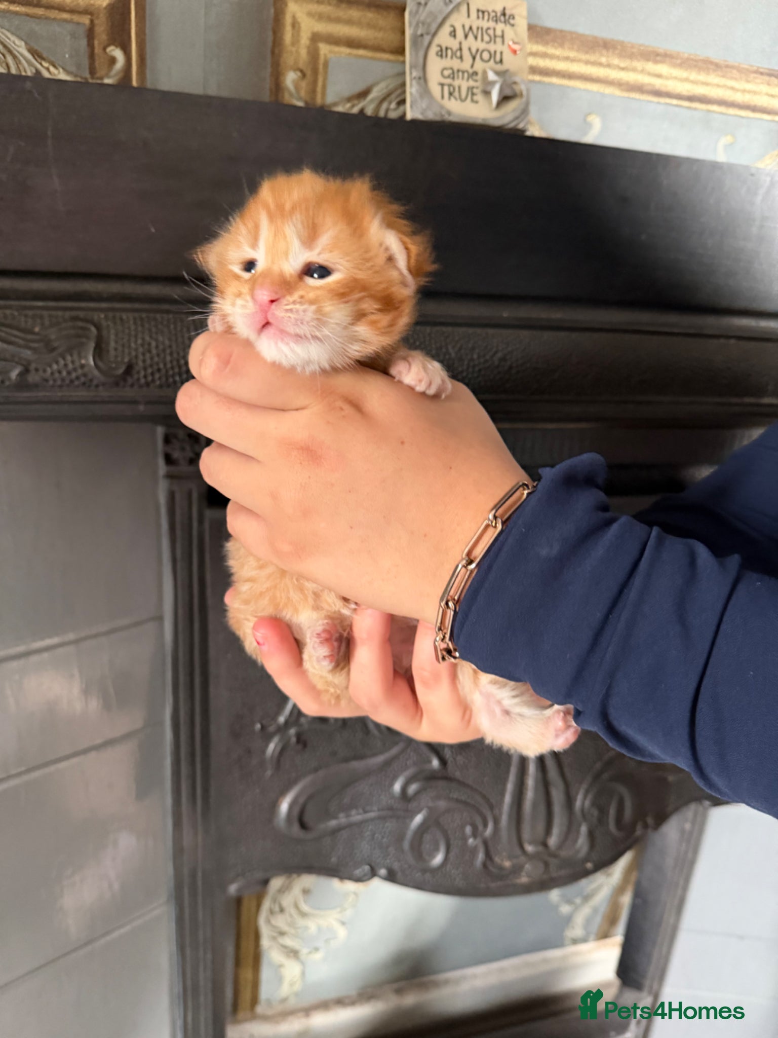 Maine Coon cats Giant mainecoon Babies 🥹 - Advert 1