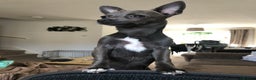 Chihuahua dogs for sale: Stunning Chihuahua Puppies (Must be sold together) - Advert 4