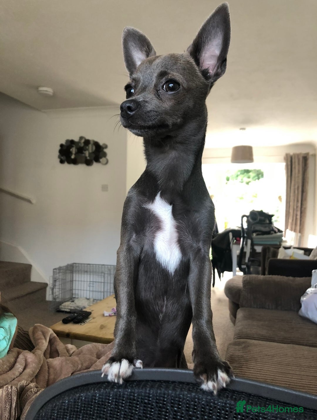 Chihuahua dogs for sale: Stunning Chihuahua Puppies (Must be sold together) - Advert 4