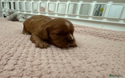 Cavalier King Charles Spaniel dogs for sale: Ruby boys kc cavalier King Charles puppies  - Image 36