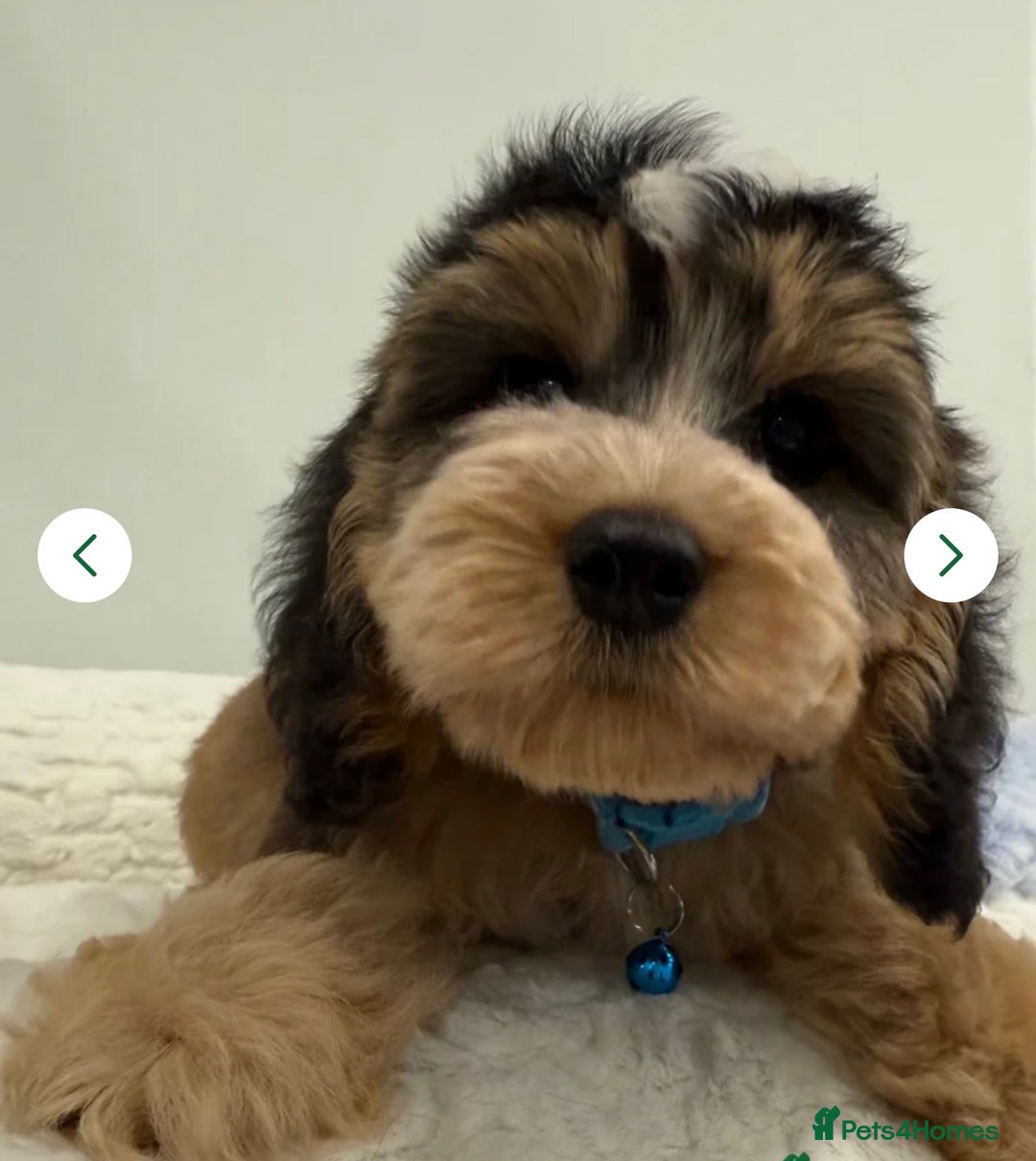 Cockapoo dogs for sale: 11 red sable, f1 cockapoo. KC & DNA clear parents - Advert 1