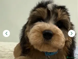 Cockapoo dogs 11 red sable, f1 cockapoo. KC & DNA clear parents - Advert 1