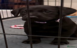 Labrador Retriever dogs for sale: Black/fox Labrador kc with 5 wks free insurance  - Image 24