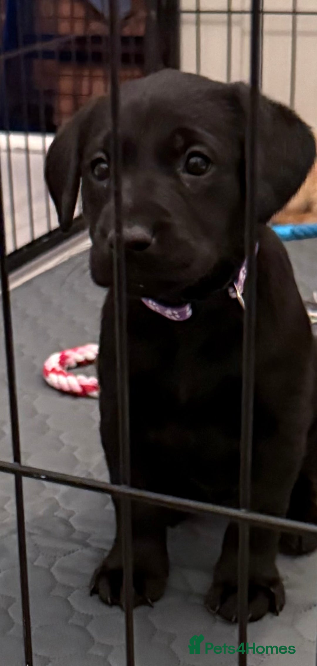 Labrador Retriever dogs for sale: Black/fox Labrador kc with 5 wks free insurance  - Image 24
