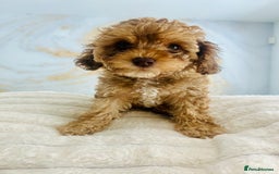 Cavapoochon dogs for sale: 2 Cavapoochons girls for sale. Wilmslow. Cheshire. - Image 9