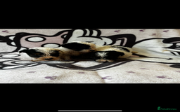 Jack Russell dogs for sale: Jack russel - Image 2