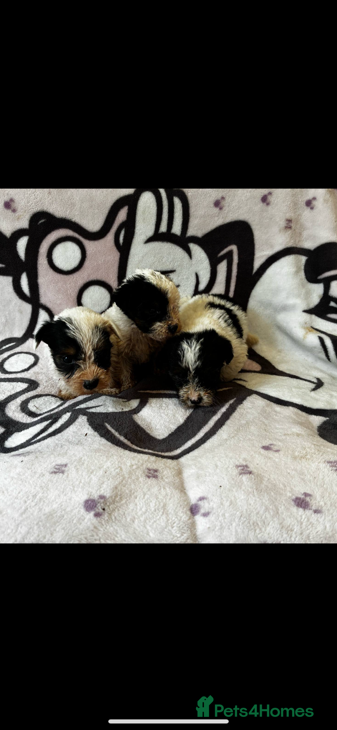 Jack Russell dogs for sale: Jack russel - Image 2