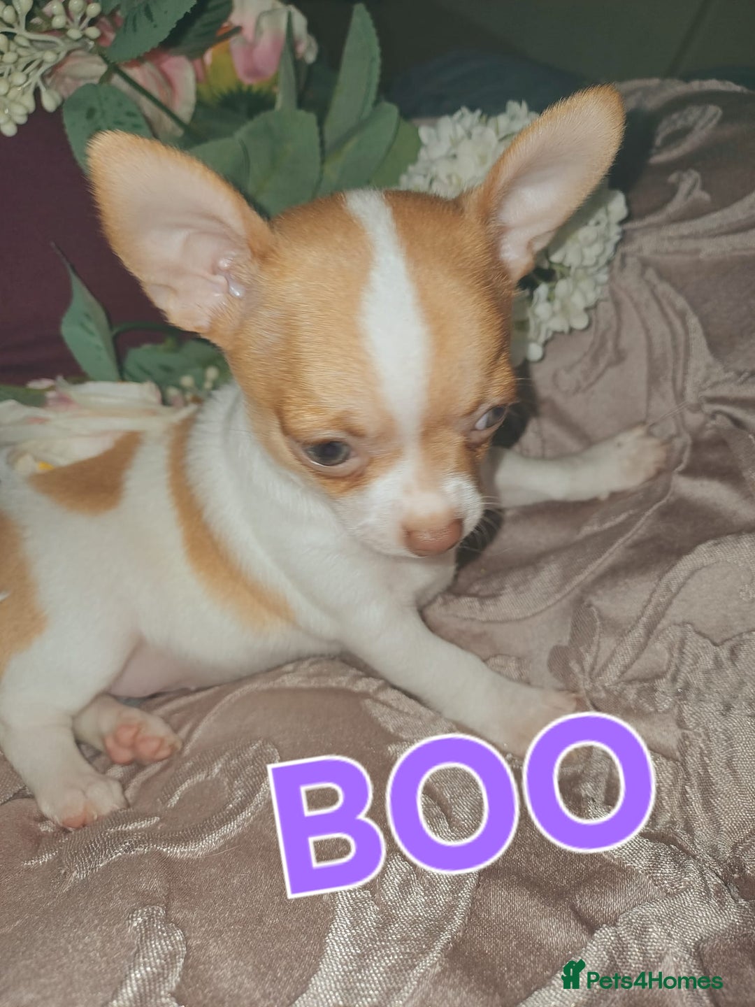 Chihuahua dogs for sale: Chihuahua pups stunning - Image 18