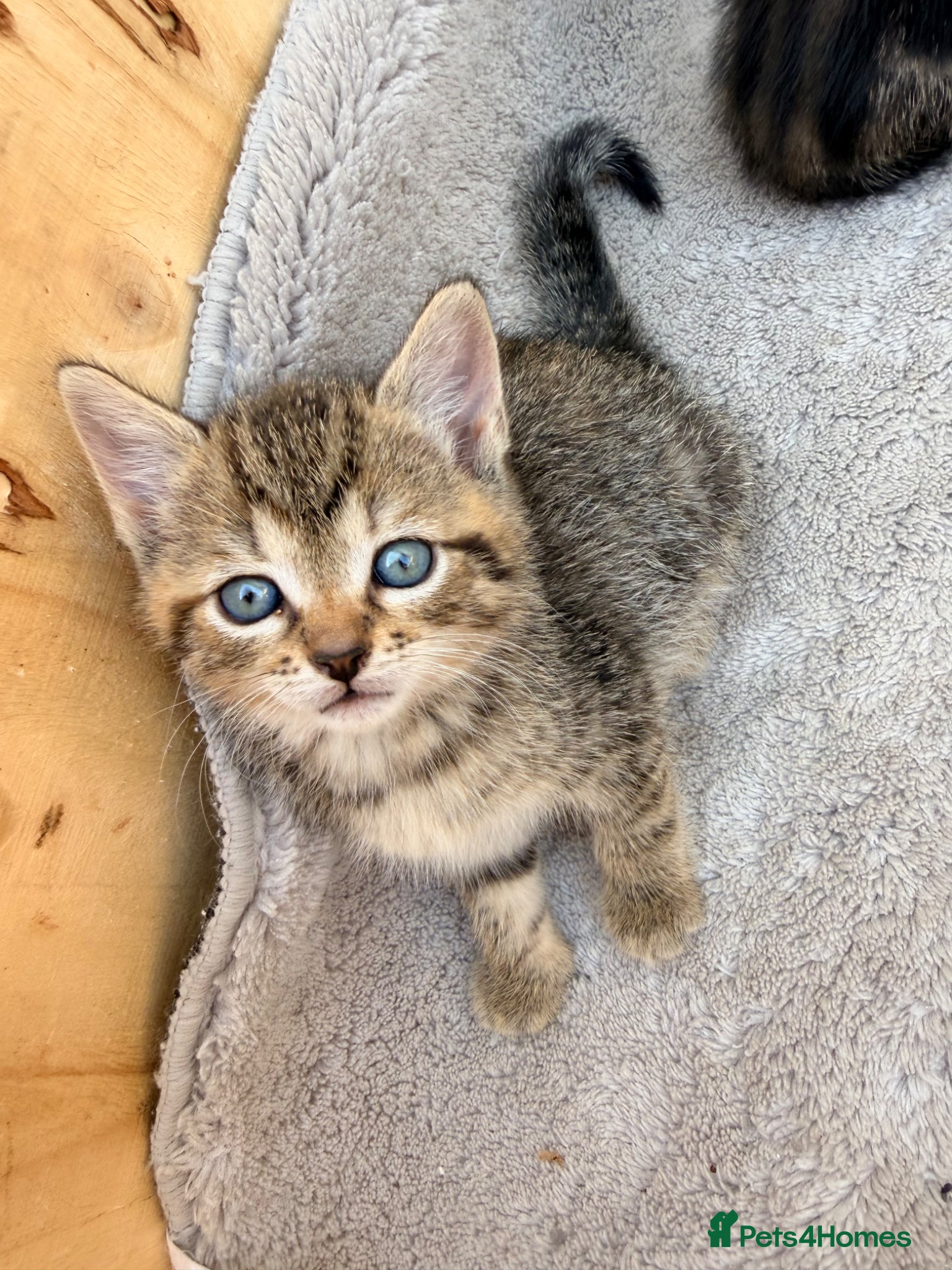 Mixed Breed cats for sale: Female tabby/bengal kitten - Advert 7