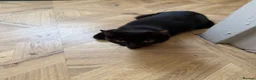 Bombay cats for sale: Beautiful Bombay x BSH Tuxedo Kittens - Advert 15