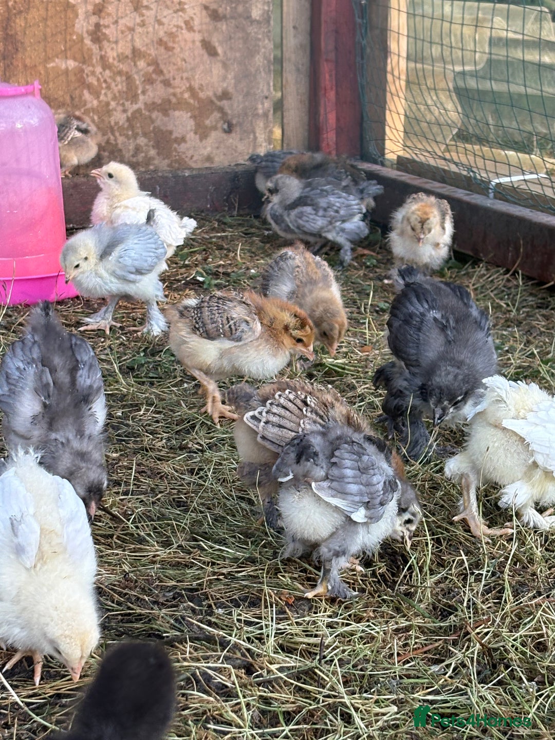 Chickens poultry for sale: Brahma point to lay 16-19 weeks - Image 1