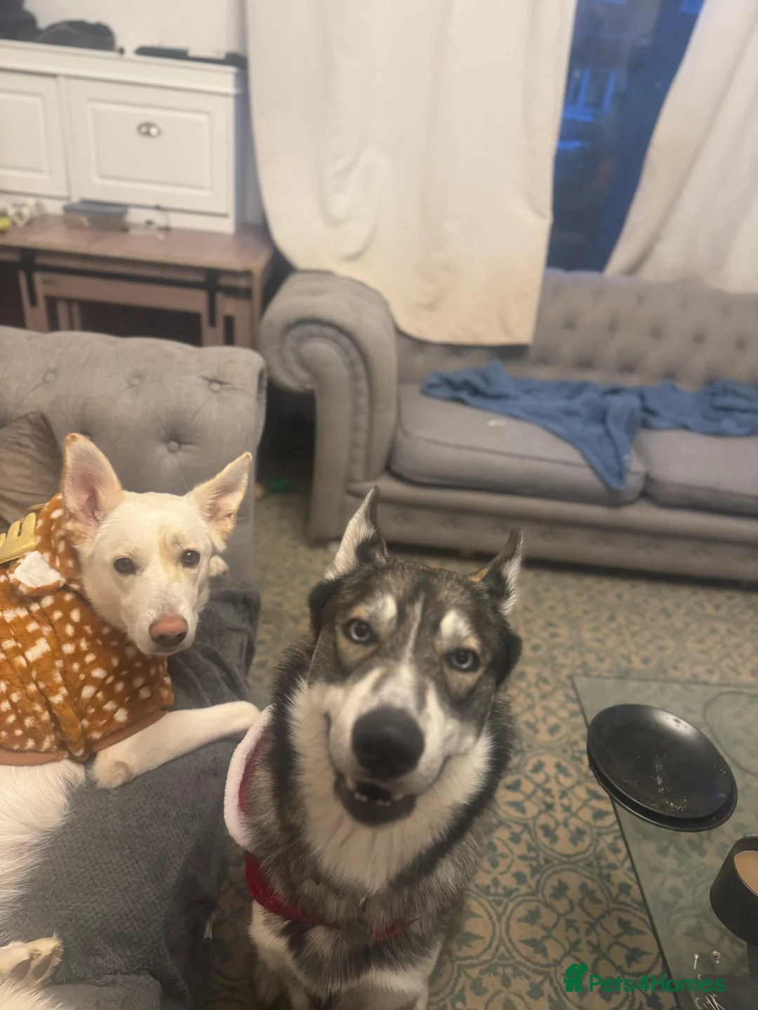 Shepsky dogs for sale: 9 shepsky puppies available 31.01 - Advert 3