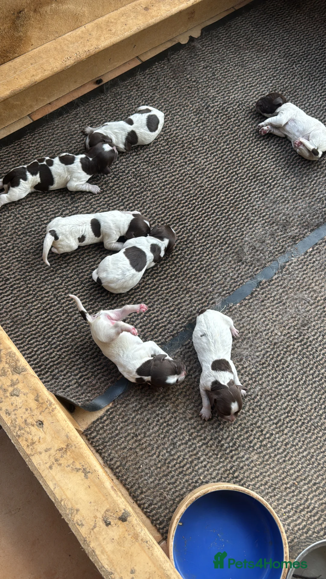Sprocker dogs for sale: Sprocker puppies - Advert 2