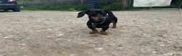 Dachshund dogs for sale: Black and Tan boy  - Advert 4