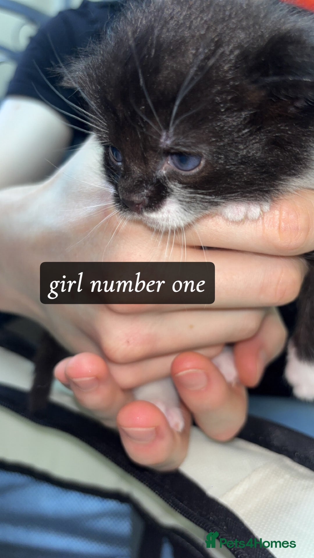 Domestic Shorthair cats for sale: 3 gorgeous tuxedo kittens for sale. - Image 4