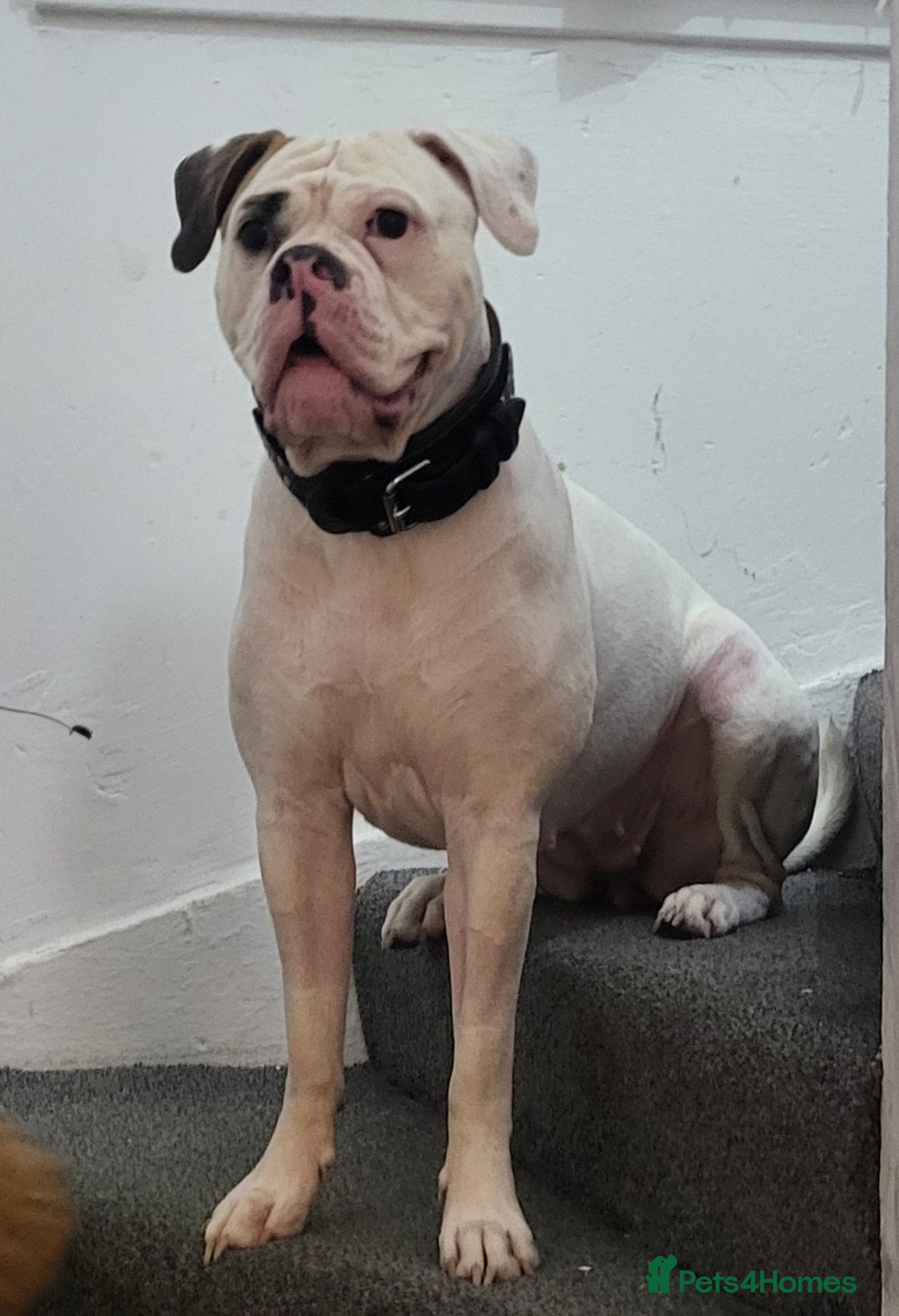 American Bulldog dogs for sale: American Bulldog Puppies – Ready Now! - Image 26