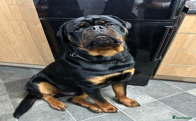 Rottweiler dogs - Advert 1