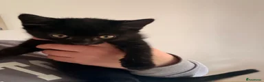 Domestic Shorthair Kitten 2