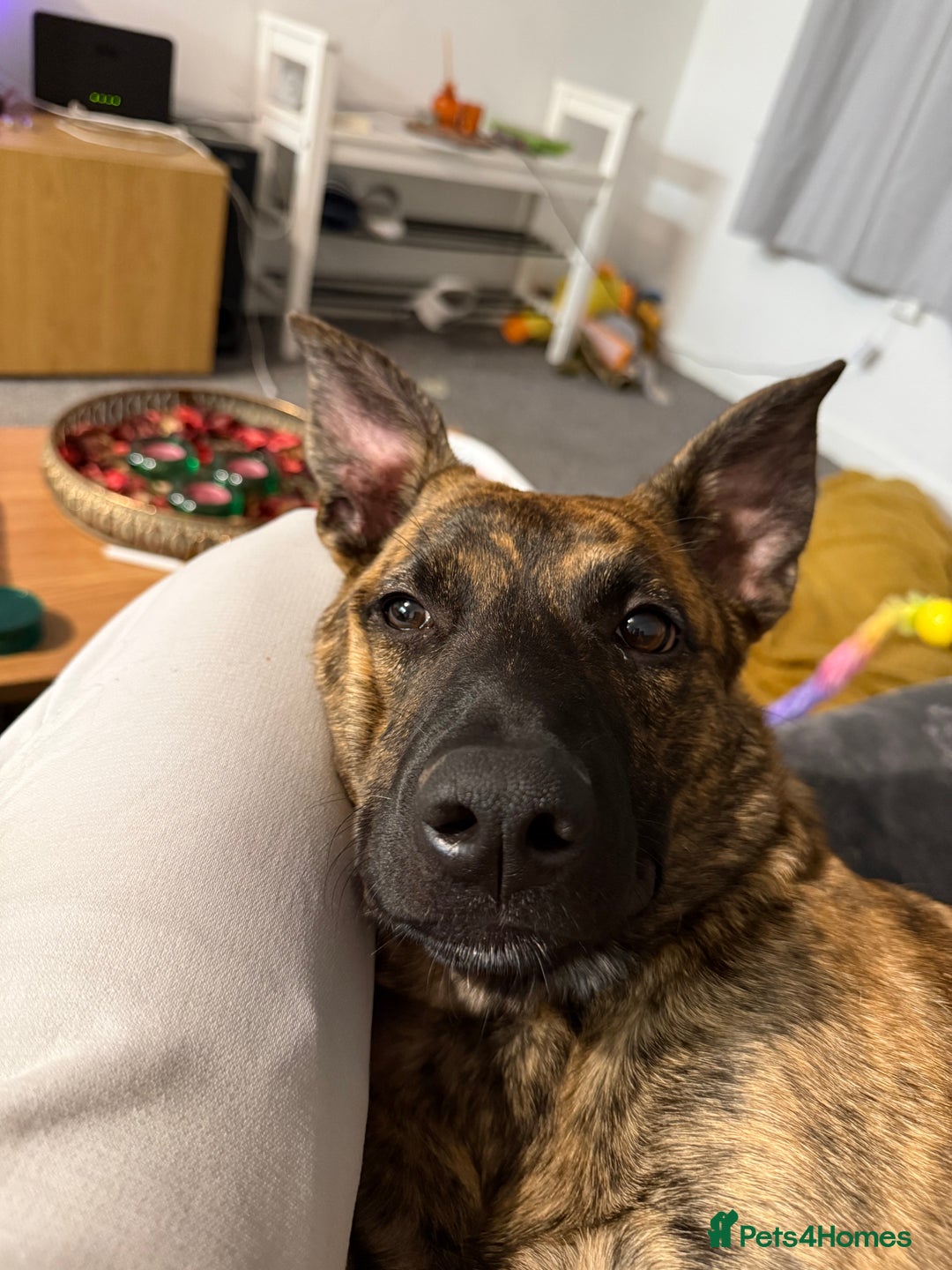 Mixed Breed dogs for sale: Roxie Belgian Malinois cross  - Advert 5