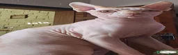 Sphynx cats for sale:  Adult two Male Sphynx Cats – Pets Only - Advert 6