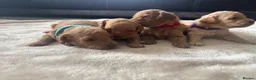 Miniature Poodle dogs for sale: Exquisite KC Registered miniature Poodles  - Advert 21
